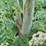 Болиголов (Conium maculatum)