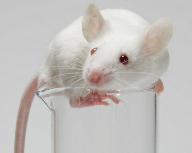 Продолжительность жизни лабораторной мыши – всего три года. Поэтому исследования противоракового действия артемизинина на животных не позволяют спрогнозировать, вернется ли болезнь в отдаленном периоде.