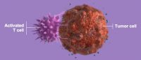Восстановление способности естественного иммунитета бороться с раком дает шанс больным с метастазами