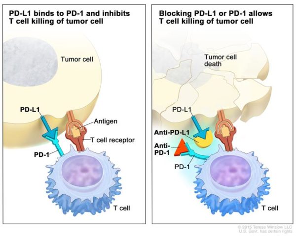 Пермолизумаб и его аналоги блокируют рецепторы PD-1 Т-клеток, соединяющиеся с белками PD-L1, не позволяя опухоли «замаскироваться»