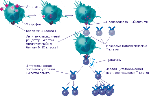 Схема работы противоопухолевого иммунитета